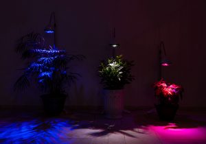 תאורה לגידול צמחים בבית - 3 צבעים